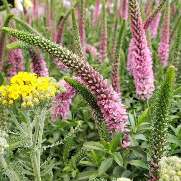 Meet your Posher - Picture 1 of 2